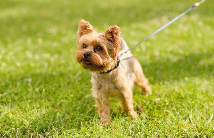 yorkshire-terrier-least-walking