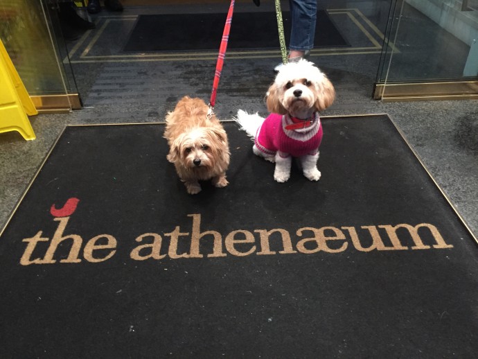 Heidi & Lulu at The Athenaeum