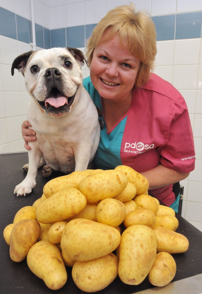 Daisy AFTER with PDSA Head Nurse Steph Williams, the potatoes show how much weight Daisy lost!
