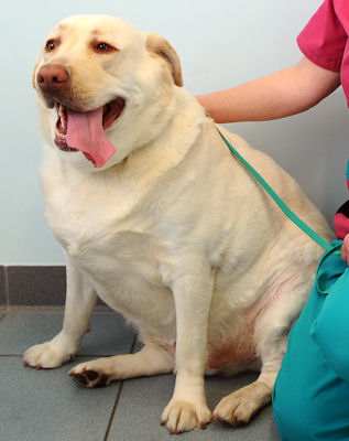 PDSA Pet fit club. Duke the Labrador weighs 61kg but his ideal weight should be around 28-30kg. He is pictured with PDSA Vet Karen Jones at the Pet Hospital in Cardiff © WALES NEWS SERVICE