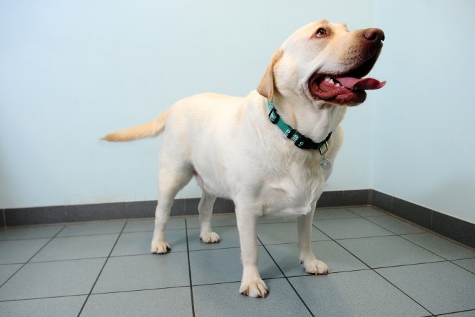PDSA Pet Fit, Duke the dog pictured in the Cardiff Pet Hospital © WALES NEWS SERVICE