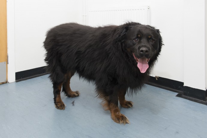 Shown is Hooch an overweight Rottweiler from Hull. He was selected as a candidate for the PDSA Pet Fit Club as he weighed over 80kg. He is shown at PDSA Pet Hospital Brunswick Avenue in Hull with Head Nurse Helen Darnell and owner Mr Leslie McCormack at one of his final weigh ins. Pictures © Darren Casey / DCimaging.co.uk 07989 984643