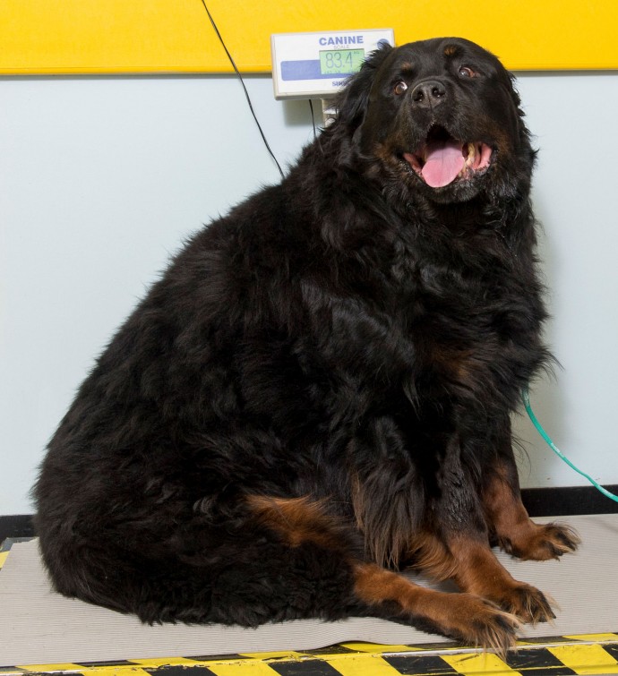 Shown is Hooch an overweight Rottweiler from Hull. He has been selected as a candidate for the PDSA Pet Fit Club as he currently weighs over 80kg. He is shown at PDSA Pet Hospital Brunswick Avenue in Hull with Head Nurse Helen Darnell and owner Mr Leslie McCormack. Pictures © Darren Casey / DCimaging.co.uk 07989 984643