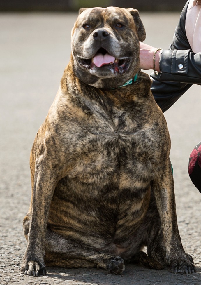 PDSA, Shamrock Street, Glasgow, 29/5/15. Kia, an obese mastiff who is on a strict diet as part of Pet Fit Club. With owner Agnes Higgins. Pic free for first use relating to PDSA. For more information please contact Russell Roberts, 01952797273, roberts.russell@pdsa.org.uk . © Malcolm Cochrane Photography +44 (0)7971 835 065 mail@malcolmcochrane.co.uk No syndication No reproduction without permission