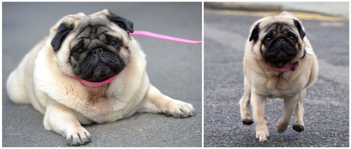 Rolo the Pug before and after
