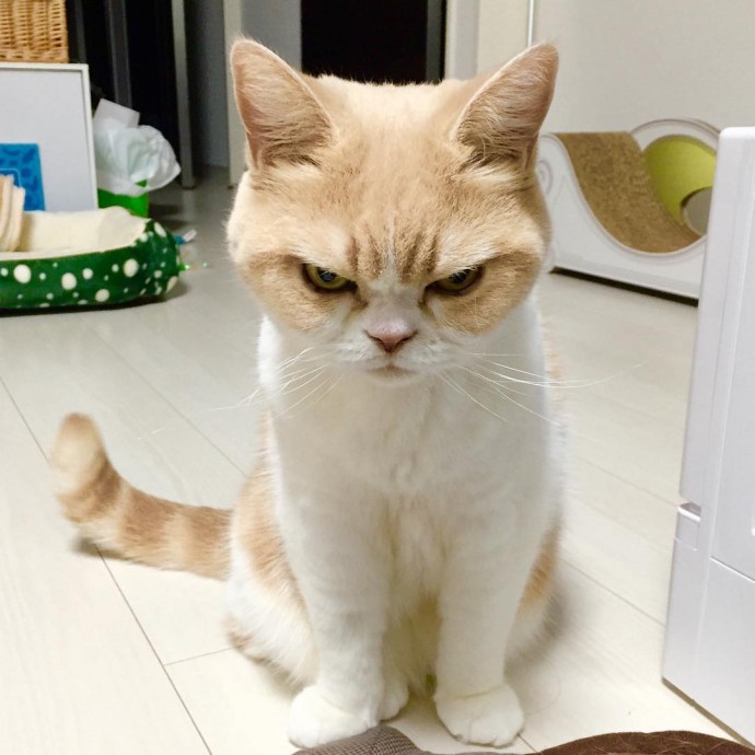 grumpy cat 6