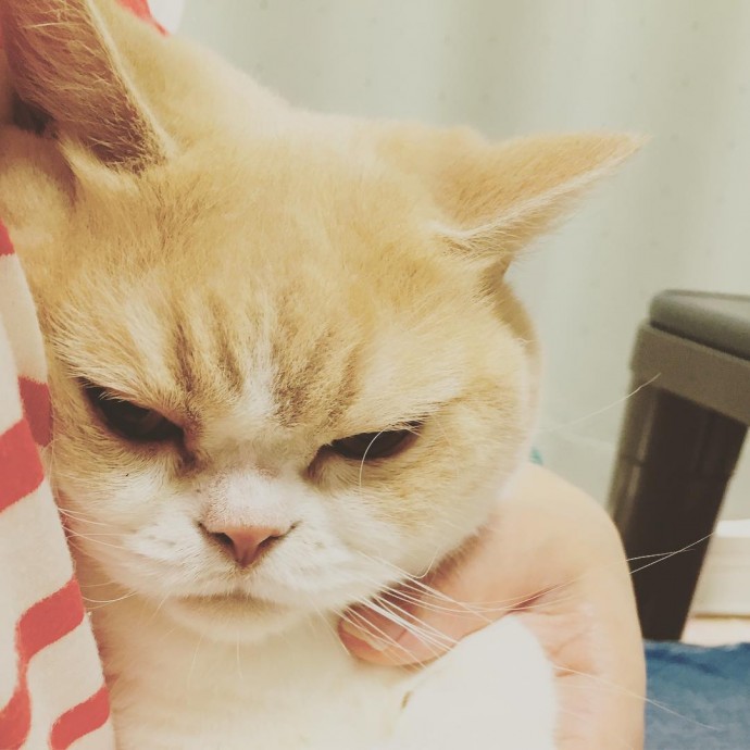 grumpy cat 9