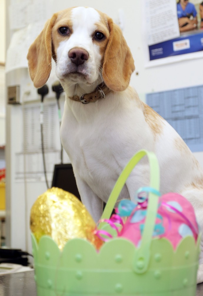 23-04-2015 Picture shows : Jessie the Beagle at PDSA hospital, Croydon UK. Carl Fox 07966 349 562 www.carlfox.photoshelter.com