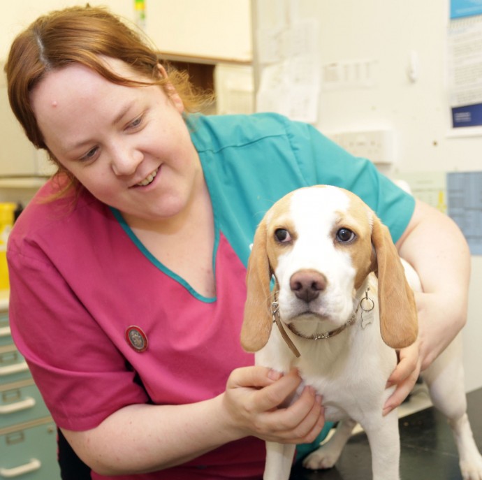 23-04-2015 Picture shows : Jessie the Beagle at PDSA hospital, Croydon UK. Carl Fox 07966 349 562 www.carlfox.photoshelter.com
