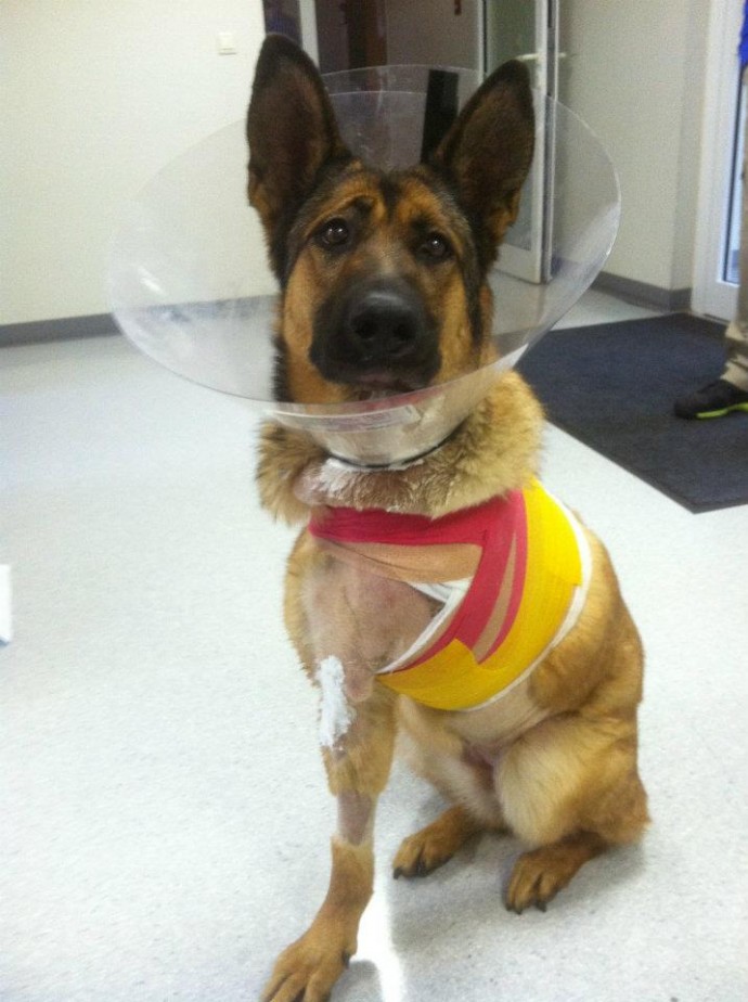 Lucca, just days after the operation to remove her front left leg