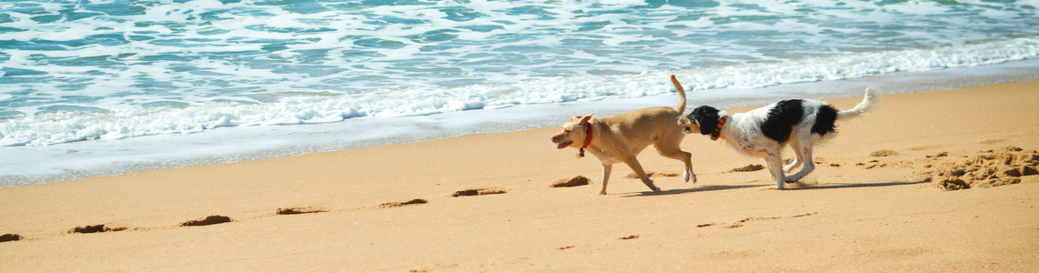 dog friendly holiday beach