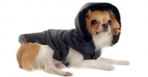 Does my dog need a winter coat?
