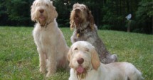 Why We Love… Spinone Italiano