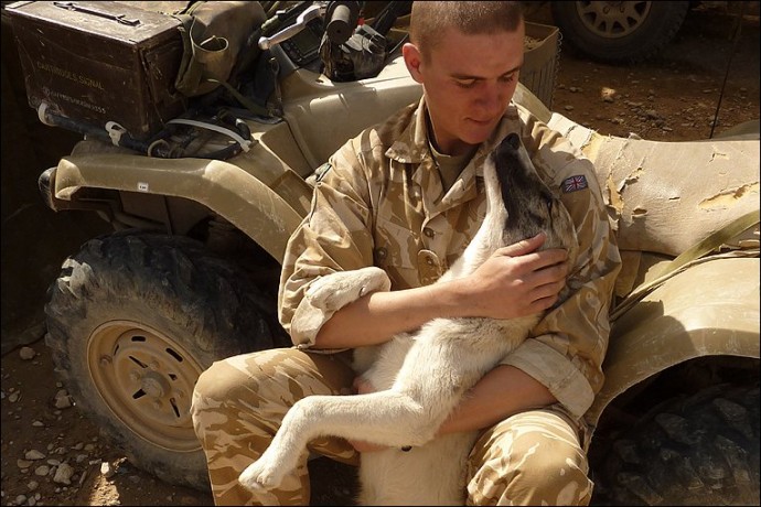 Remembrance Day: Animals in wartime