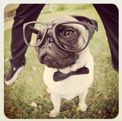 The Top 19 Smartest Dogs