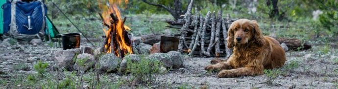 How to go camping with your dog