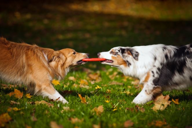 Top Five Durable Dog Toys