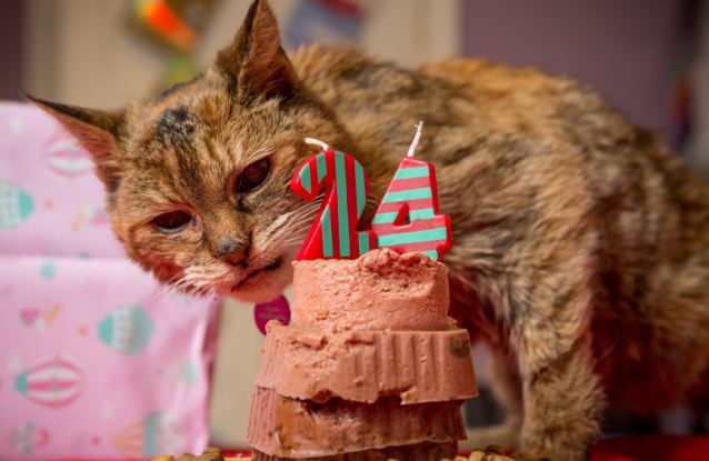 World’s oldest cat dies aged 24