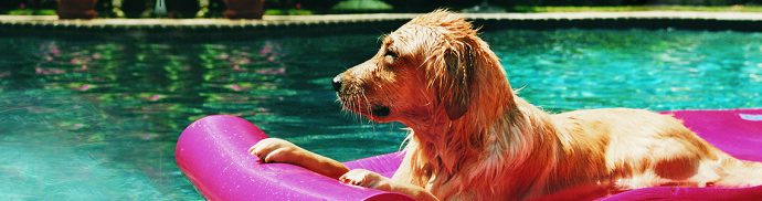 Sun safety – tips for keeping your pet safe in the hot weather