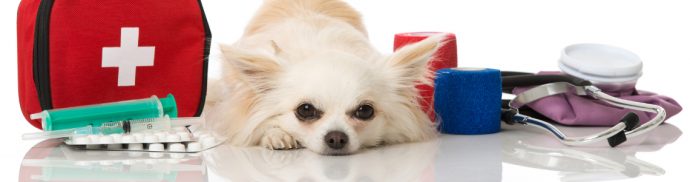 Top 10 pet first aid tips every owner should know