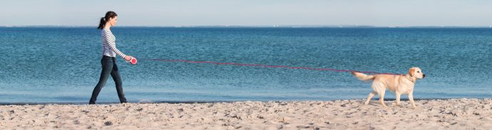 Top 10 Dog-Friendly Beaches in the UK