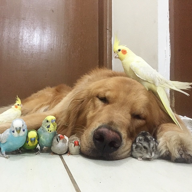 Golden Retriever and unlikely friends are internet hit