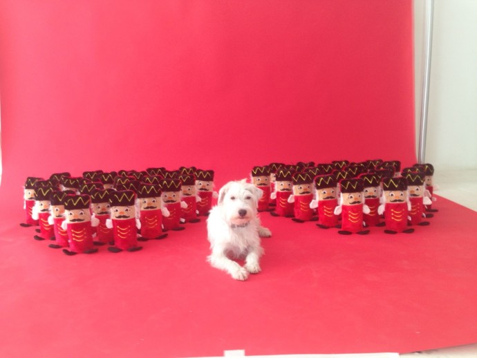 Behind the scenes on the PetsPyjamas Christmas shoot