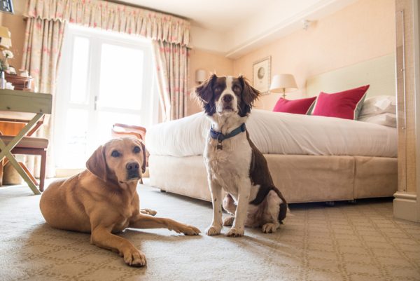 Petspyjamas-dog-friendly-travel-thurlestone-hotel