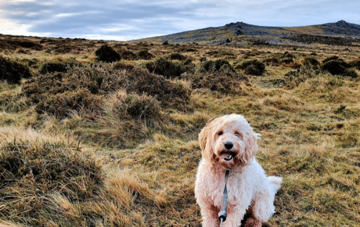 petspyjamas-dog-friendly-travel-devon-dartmoor-national-park