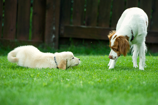 Things to Consider Before Getting a Second Dog