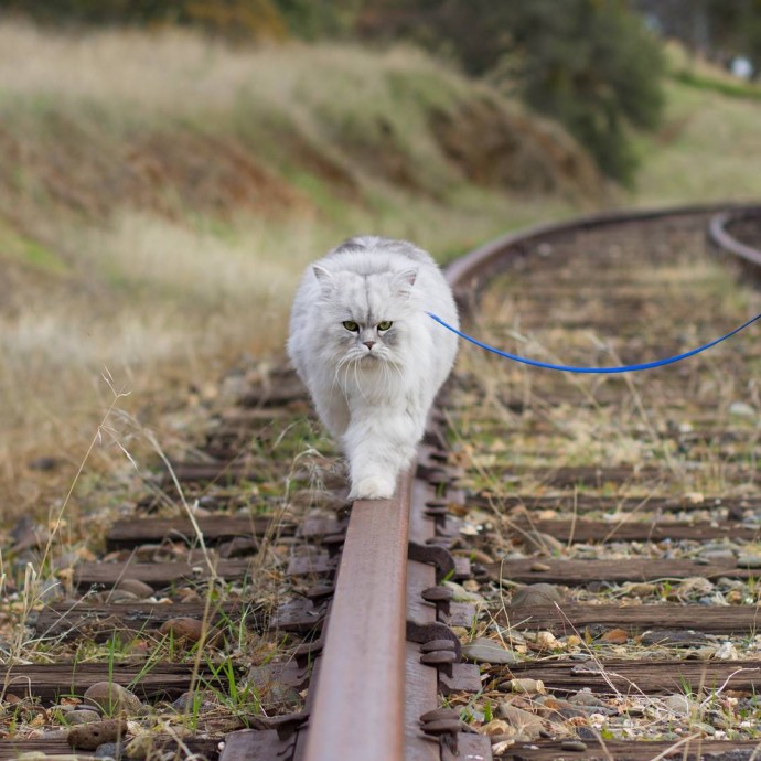 Instagram cat Gandalf inspires with his travels