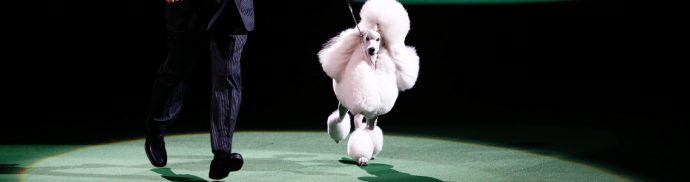 Best Hairstyles from Crufts