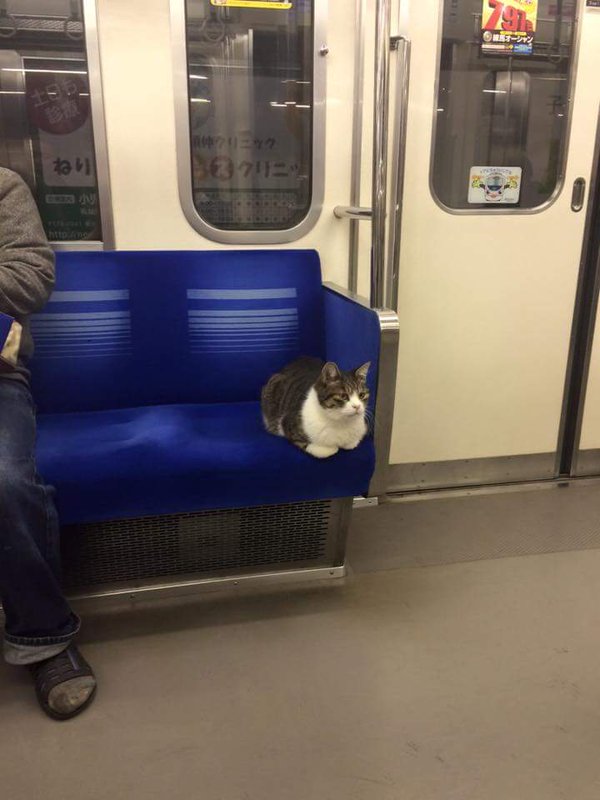 Cat journeys with fellow commuters on Tokyo subway