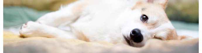 Pet Photographer Rachel Oates & Winny