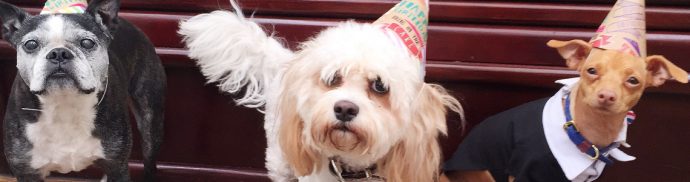 Rufus, Heidi & Lulu celebrate Instagram star Tuna’s birthday