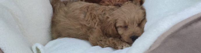 Momo & me – Diary of a new puppy
