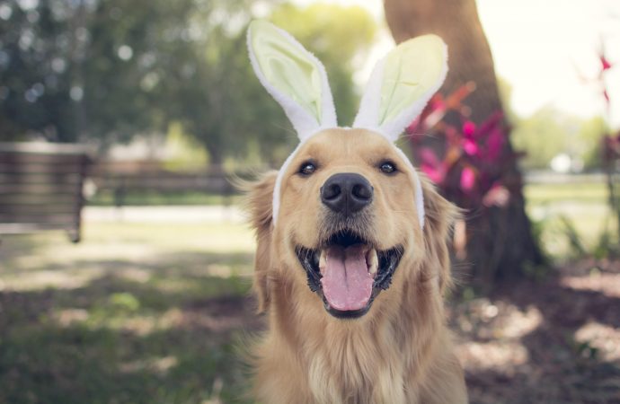 A Dog-Safe Easter