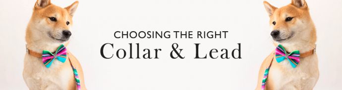 Choosing the Right Collar and Lead for Your Best Friend
