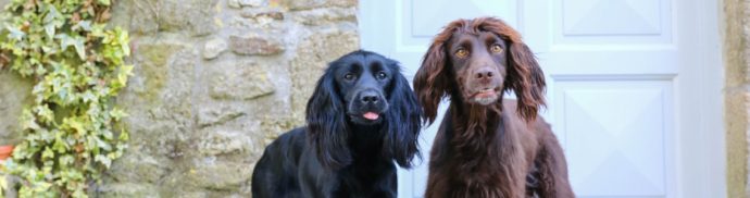 How to take your dog on holiday to France