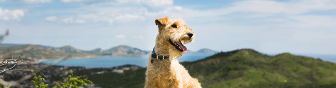 The UK’s best dog-friendly walking breaks