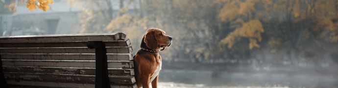 PetsPyjamas Top 10 Autumn Petaways