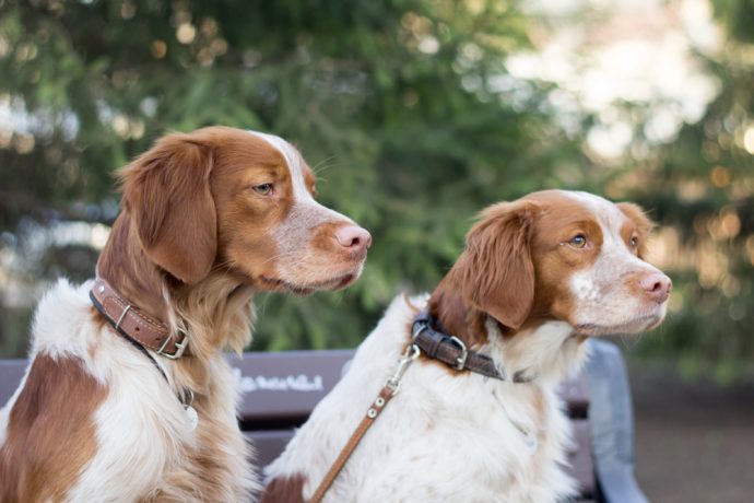 Things to do with your dog this National Pet Month