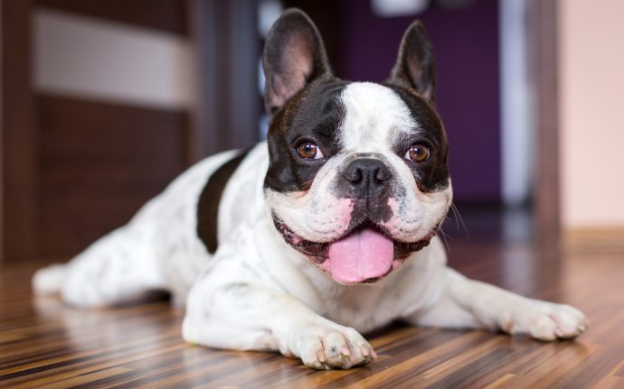 Emma from Mimi & Me tells us more about her doggie daycare service and her gorgeous French Bulldogs!