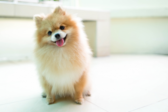 10 Ways to Clean your Dog’s Teeth Naturally