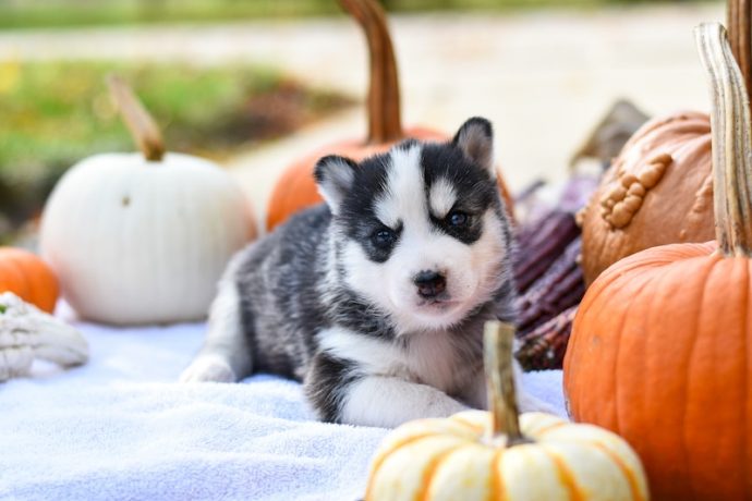 petspyjamas-dog-friendly-travel-halloween
