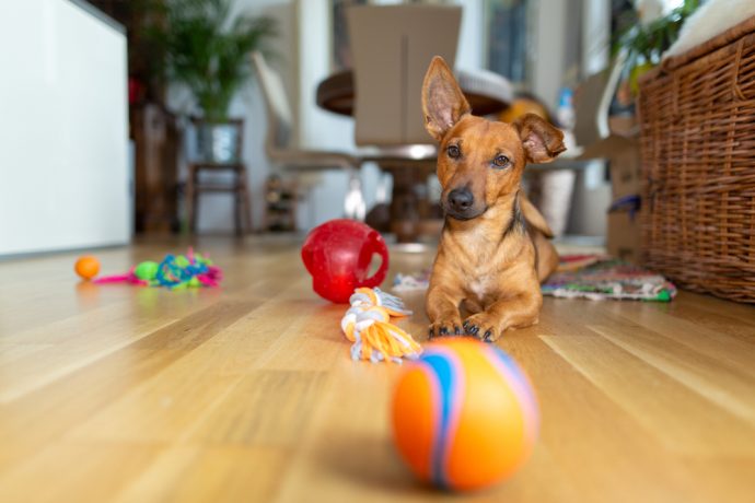 10 Pawsome DIY Dog Toys