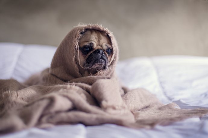 Are Teenage Dogs Just as Stroppy as Teenage Kids?
