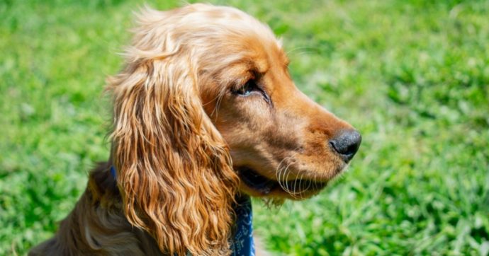 Getting your Cocker Spaniel Ready for Spring