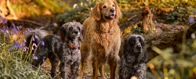 Liz Gregg’s Pro Tips: How to Take the Perfect Photo of your Pet