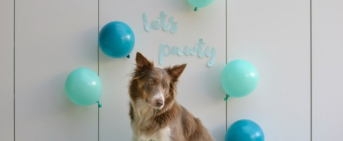 7 Pawsome Birthday Ideas for Your Dog